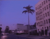 Palm Trees Car GIF