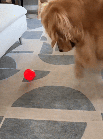 lehiyen222 giphyupload GIF