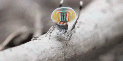 spiders peacock spider GIF