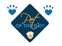 Puppy Kitten Sticker by CityVet