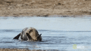 Shake It Off Nat Geo Wild GIF by Savage Kingdom