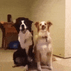 dogs app GIF by The Videobook