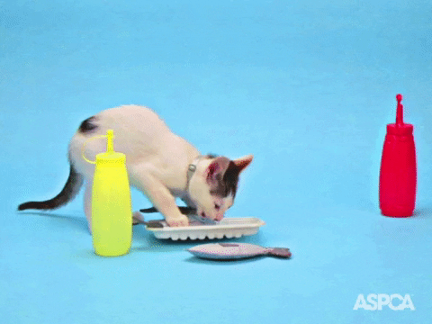 Hungry Om Nom Nom GIF by ASPCA