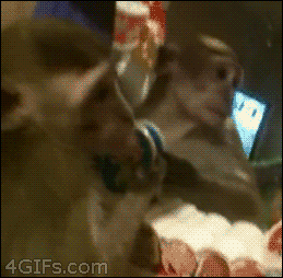 make up monkey GIF