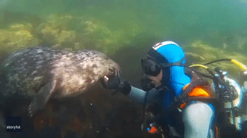 Playful Seal Demands Scratches from Diver