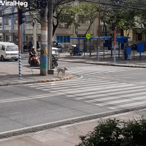 Good Dog Waits Patiently to Cross Road