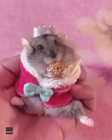 A Royal Feast: Hamster 'Crowned' While Nibbling on Snack