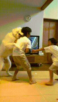 cuteanimalland giphyupload GIF