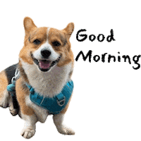 Milo_SiliconValley dog corgi milo corgimilo Sticker