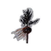 Tradition Sticker by Kerbverein