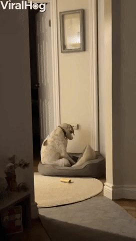Dog Plays Some Piano On His Dog Bed