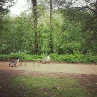 uniofreading geese goslings university of reading uni of reading GIF