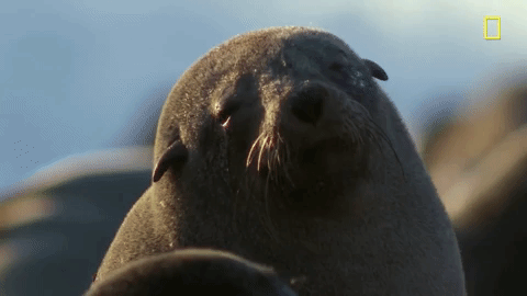 GIF by National Geographic Channel