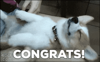 Congrats Corgi Chippin GIF by Chippin