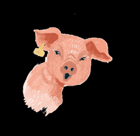 aktionagrar landwirtschaft agrar schwein nutztiere GIF