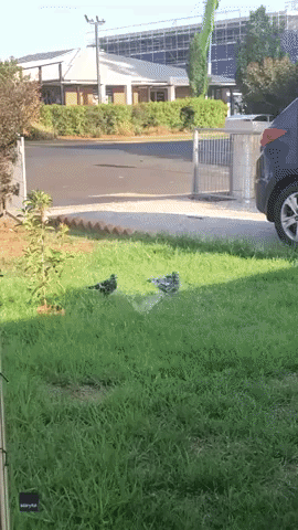 Hot Magpies Cool Off at Water Sprinkler in New South Wales Garden