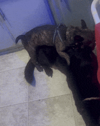 French Bulldog Dog GIF by TruRebels Distro