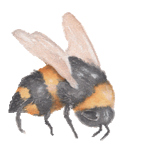 Spring Bee Sticker by Little Rae Prints