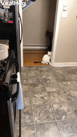 Cat Walks Upright