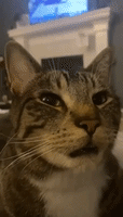 Cat Looks Dazed and Confused After Drinking Catnip