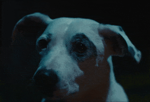 Dog Weve Got To Try GIF by The Chemical Brothers