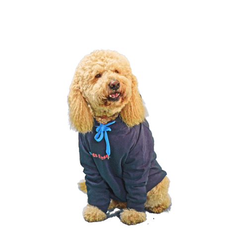 PetsBest dog puppy pet doodle Sticker