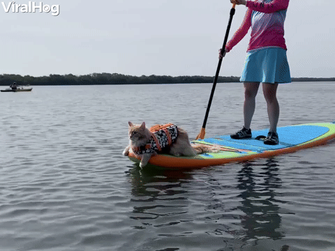 Fluffy Kitty Paddleboards into the Weekend