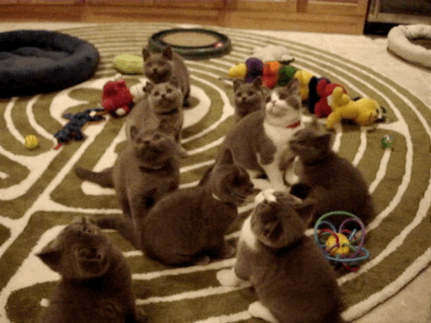 Americas Funniest Home Videos GIF by AFV Pets