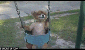 relaxed dog GIF by Cheezburger