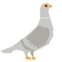 Bird Pigeon Sticker by Redmatters