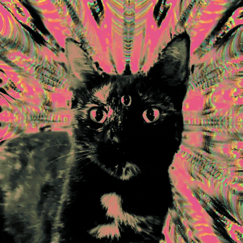 Cats Kitty GIF