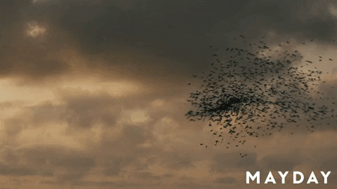 Film Festival Dance GIF by Magnolia Pictures