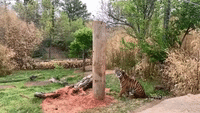Tiger Leaps for Lunch in Slow-Motion Video From Oklahoma City Zoo