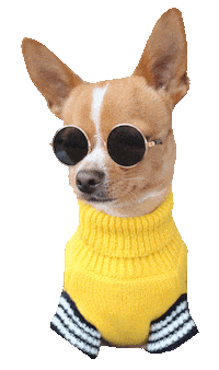 Dog Fashion Sticker by Eddie the Chihuahua