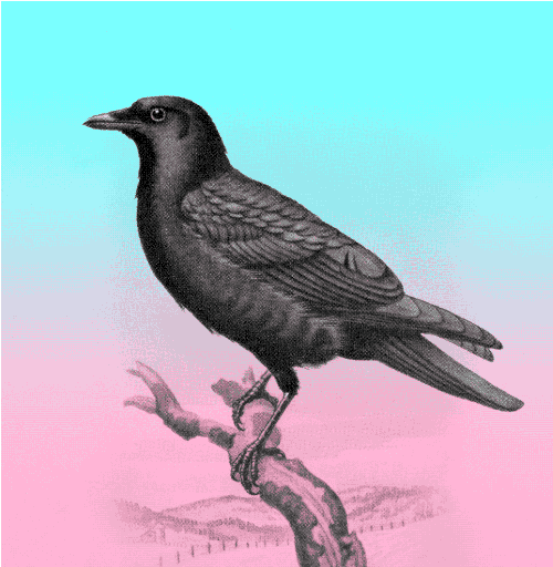 ewanjonesmorris dowager ewanjonesmorris ewan jones morris annameredith GIF
