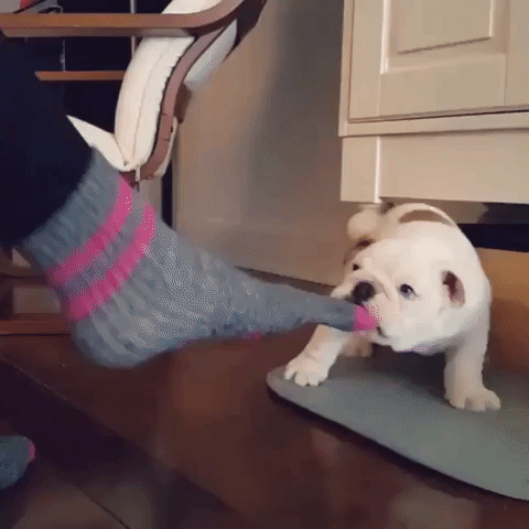 Animated GIF