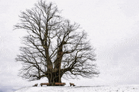 ambasciatorisorrento  GIF