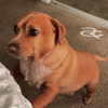 Side Eye Cute Dog GIF by Respective
