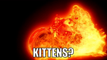 Kittens? I LOVE Kittens