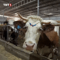 Look Ok GIF by TRT