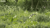 surprise hello GIF by BBC Earth