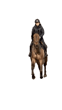 ystavanihevonen gallop horse riding ystavanihevonen ystävänihevonen horse rider galloping horseylove Sticker
