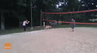 Curious Deer Joins Volleyball Game in Virginia