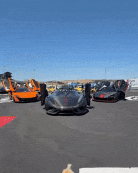 Pomeranian Happy Dog GIF