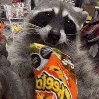 Raccoon Cheetos GIF