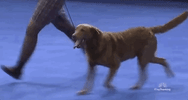 national dog show 2018 GIF by NBC