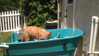 Pet Owner Gives Rescue Dog a Medicated Bath
