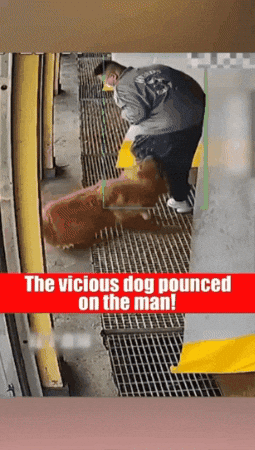 mohikhindwal giphygifmaker GIF