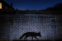 Pamela Chougne Richard Peters GIF