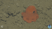 octopus scifri GIF by Science Friday